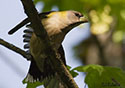 Coccothraustes vespertinus